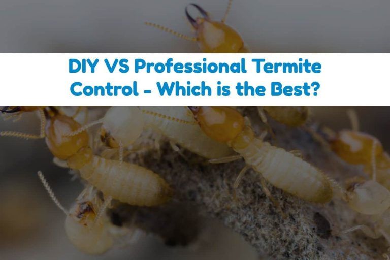 How to Get Rid of Termites on Your Own (in House & Outdoor)