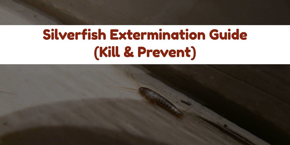 How To Get Rid Of Silverfish (KILL & PREVENT)